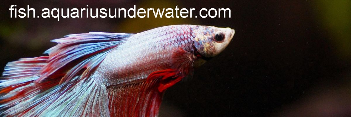 fish.aquariusunderwater.com